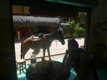 Mazunte, Mexico, horse in a bakery