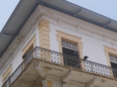 Panama city, vultures