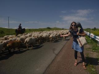 Hitchihiking among sheep, Armenia